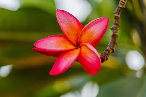 Rózsaszín pluméria a plumeria fán, frangipani trópusi virágok. — Stock Fotó