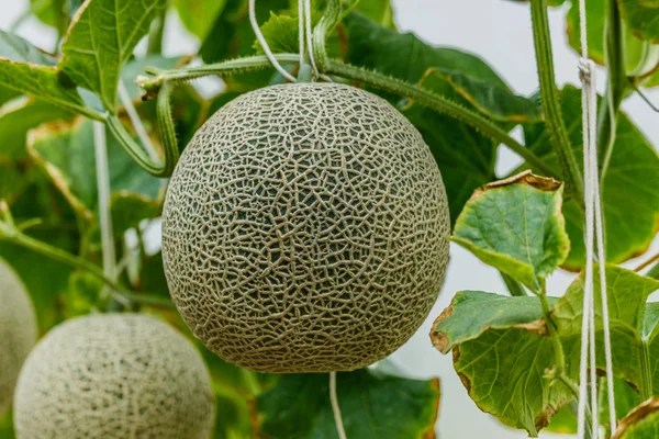 Cantaloupe. Melão fresco na árvore. foco seletivo — Fotografia de Stock