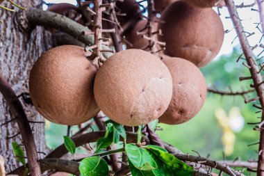 Sal ağaç, Hindistan Sal, Couroupita guianensis, topu ağaç savaş topu