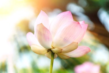 Lotus çiçeği ve lotus çiçek bitki