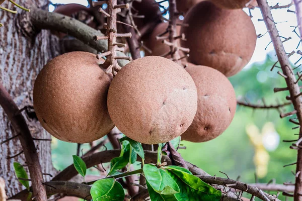 Albero di Sal, Sal dell'India, Couroupita guianensis, Albero di palla di cannone — Foto Stock