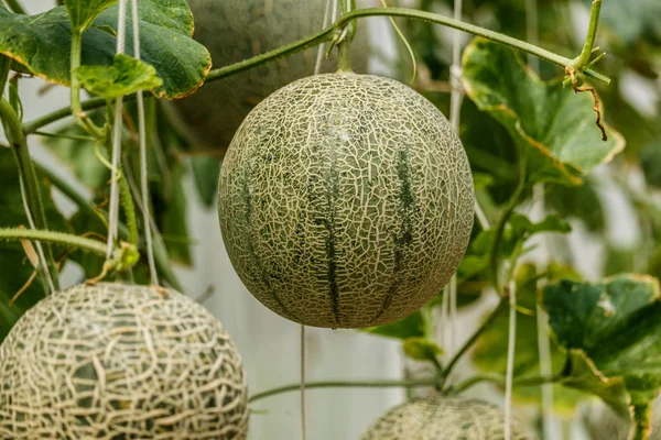 Cantaloupe. Melão fresco na árvore. foco seletivo — Fotografia de Stock