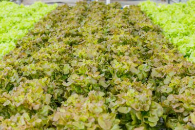 Toprak olmadan büyüyen organik sebze.