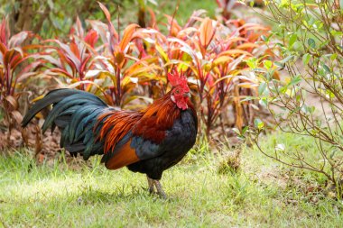 Yeşil doğa arka planında renkli horoz