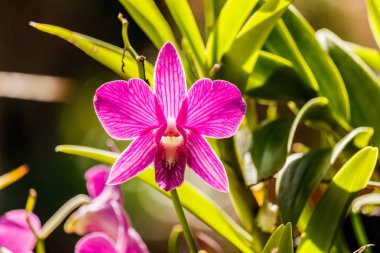 Pembe orkide çiçek closup