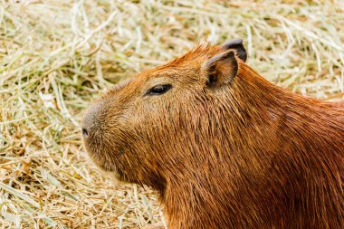 Brown Capibara Hayvanat Bahçesi