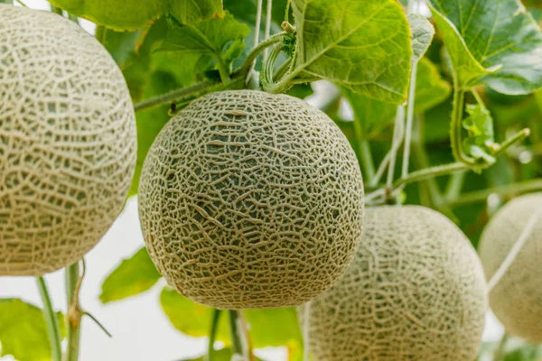 Cantaloupe. Melão fresco na árvore. foco seletivo Imagem De Stock