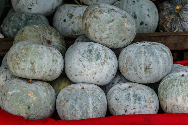 Melon d'hiver, White Gourd, Winter Gourd, Ash Gourd, Benincasa son Photo De Stock