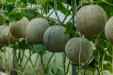 Kavun. Taze kavun ağacı üzerinde. seçici odak