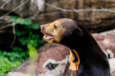 Sun Bear (Helarctos malayanus) clipart