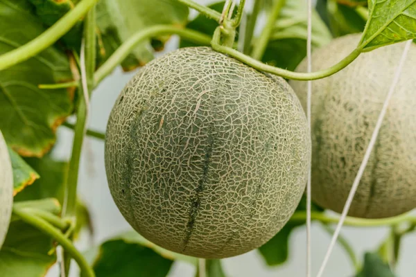 Cantaloupe. Melão fresco na árvore. foco seletivo — Fotografia de Stock