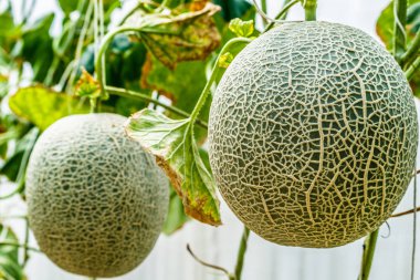 Kavun. Taze kavun ağacı üzerinde. seçici odak