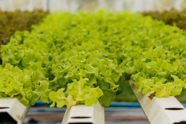 Toprak olmadan büyüyen organik sebze.