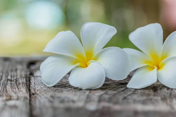 Flor de frangipani ou de plumeria sobre madeira — Fotografia de Stock