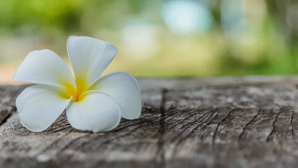 Flor de frangipani ou de plumeria sobre madeira — Fotografia de Stock