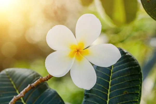 White Plumeria fower in morning sun on the  Plumeria tree — Stock Photo, Image