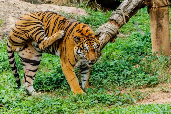 Tigre de bengala na floresta — Fotografia de Stock