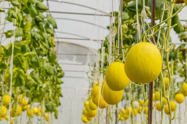 Gele Cantaloupe meloen kweken in een kas. — Stockfoto