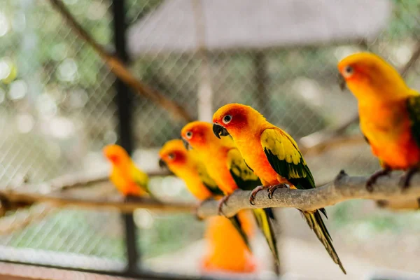Piękne kolorowe papugi, Sun Conure (Aratinga solstitialis), s — Zdjęcie stockowe