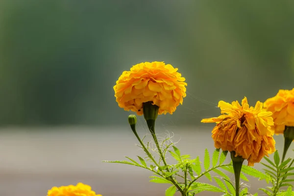 Gele Tagetes in tuin. — Stockfoto