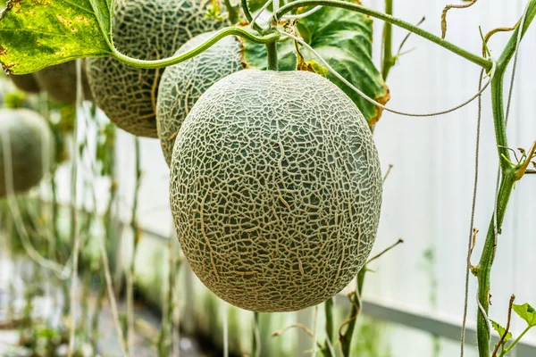 Cantaloupe. Melão fresco na árvore. foco seletivo — Fotografia de Stock