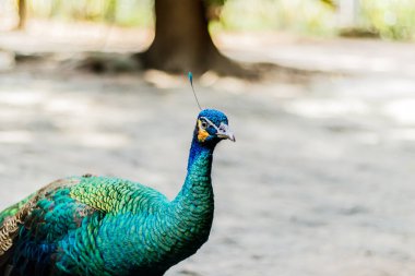 Güzel erkek tavuskuşu yakın çekim portre. Yatay 