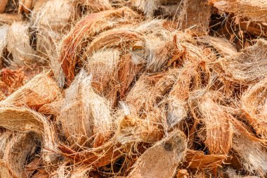 Closeup Hindistan cevizi Yen fiber doku arka planı için.