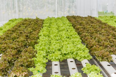 Toprak olmadan büyüyen organik sebze.