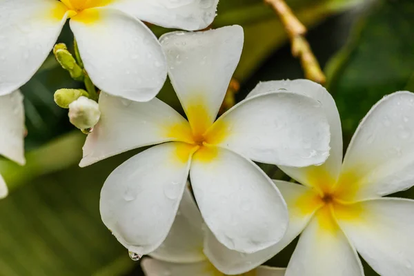 Frangipani, Plumeria sobre fundo branco — Fotografia de Stock