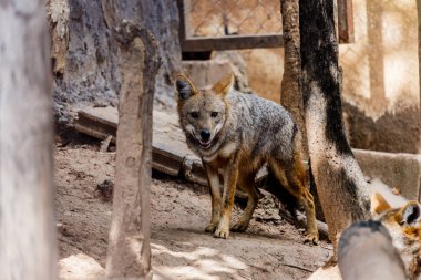 Altın çakal, yaban hayatı 