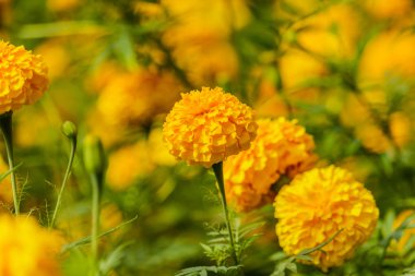 Bahçede sarı Marigolds.