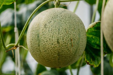 Kavun. Taze kavun ağacı üzerinde. seçici odak