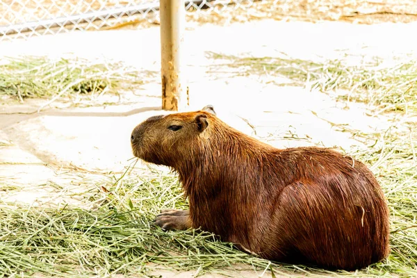 Kapybara (hydrochoerus hydrochaeris) i djurparken. — Stockfoto