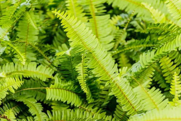 Samambaia verde como fundo, close-up . — Fotografia de Stock