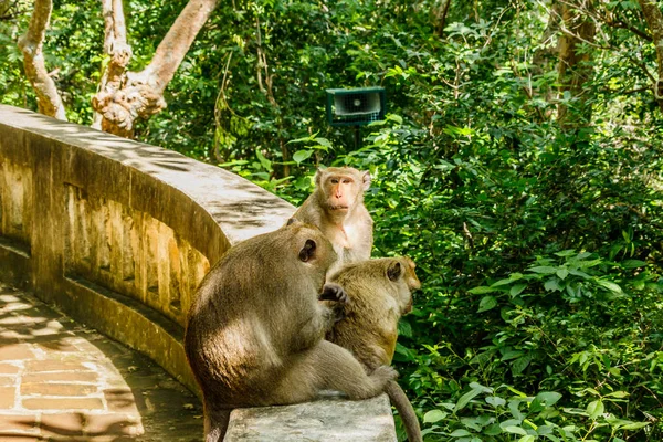 Monyet hidup di hutan alam Thailand. . — Stok Foto