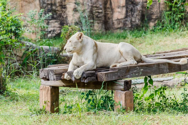 Белая львица в зоопарке . — стоковое фото