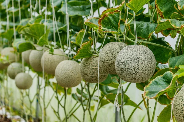 Meloen. Verse meloen op boom. selectieve aandacht — Stockfoto