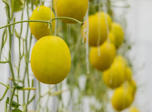 Melão-melão-melão-melão-amarelo em estufa . — Fotografia de Stock