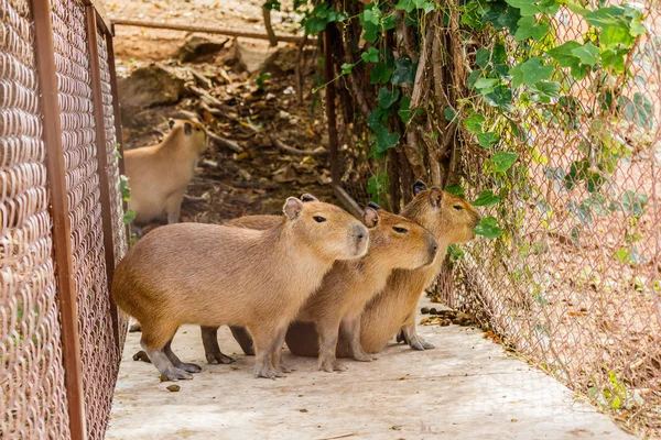 Capybara (Капібара hydrochaeris ) — стокове фото