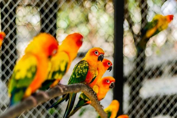 Bellissimo pappagallo colorato, Sun Conure (Aratinga solstitialis), s — Foto Stock