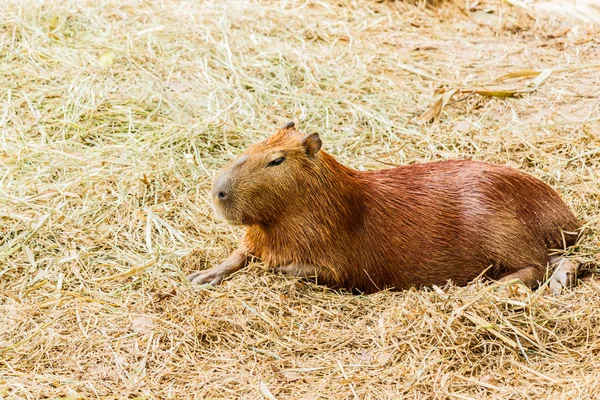 Wasserschwein (hydrochoerus hydrochaeris)) — Stockfoto