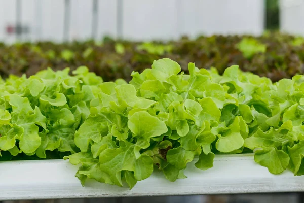 Toprak olmadan büyüyen organik sebze.