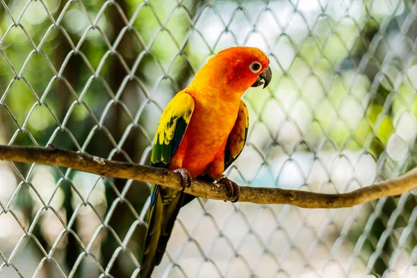 Piękne kolorowe papugi, Sun Conure (Aratinga solstitialis), s — Zdjęcie stockowe