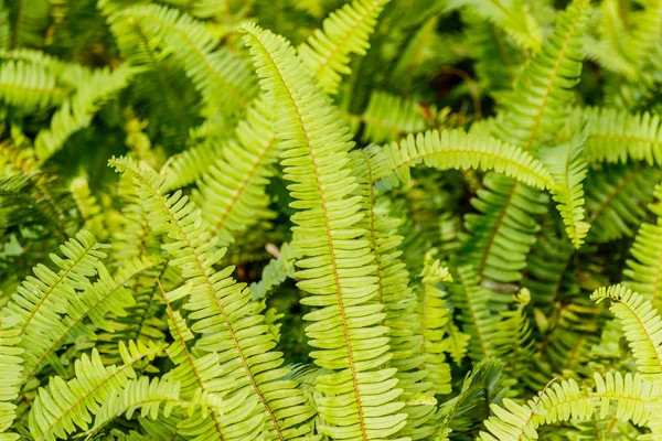 Grüner Farn als Hintergrund, Nahaufnahme. — Stockfoto