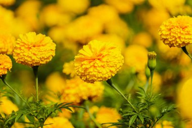  Marigolds Bahçe