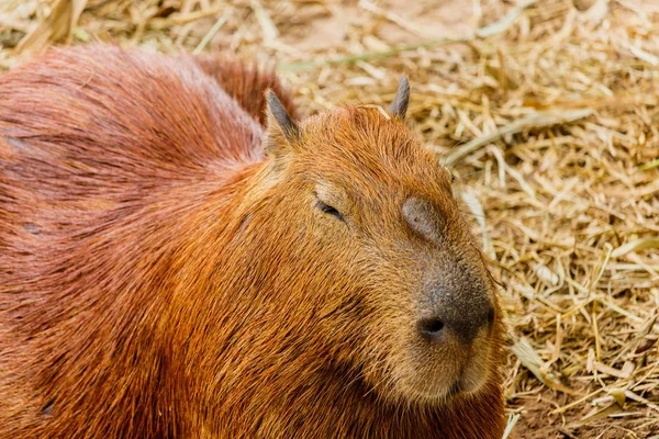 Capybara (Hydrochoerus hydrochaeris) — Φωτογραφία Αρχείου