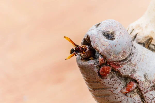 Ichneumon sarcitorius parasitic wasp. Identificación incierta o — Foto de Stock