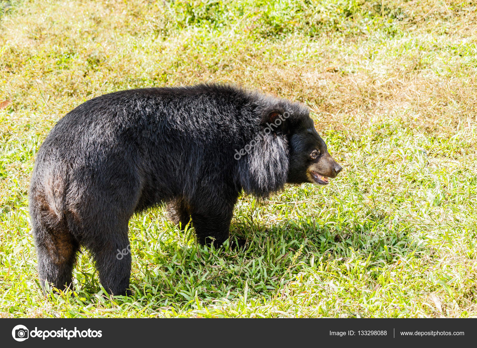 森の中の黒い熊 ストック写真 C Sanpom