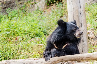 Ormandaki kara ayı. 