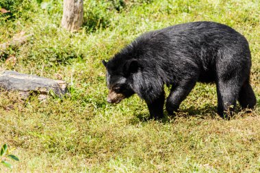 Ormandaki kara ayı. 